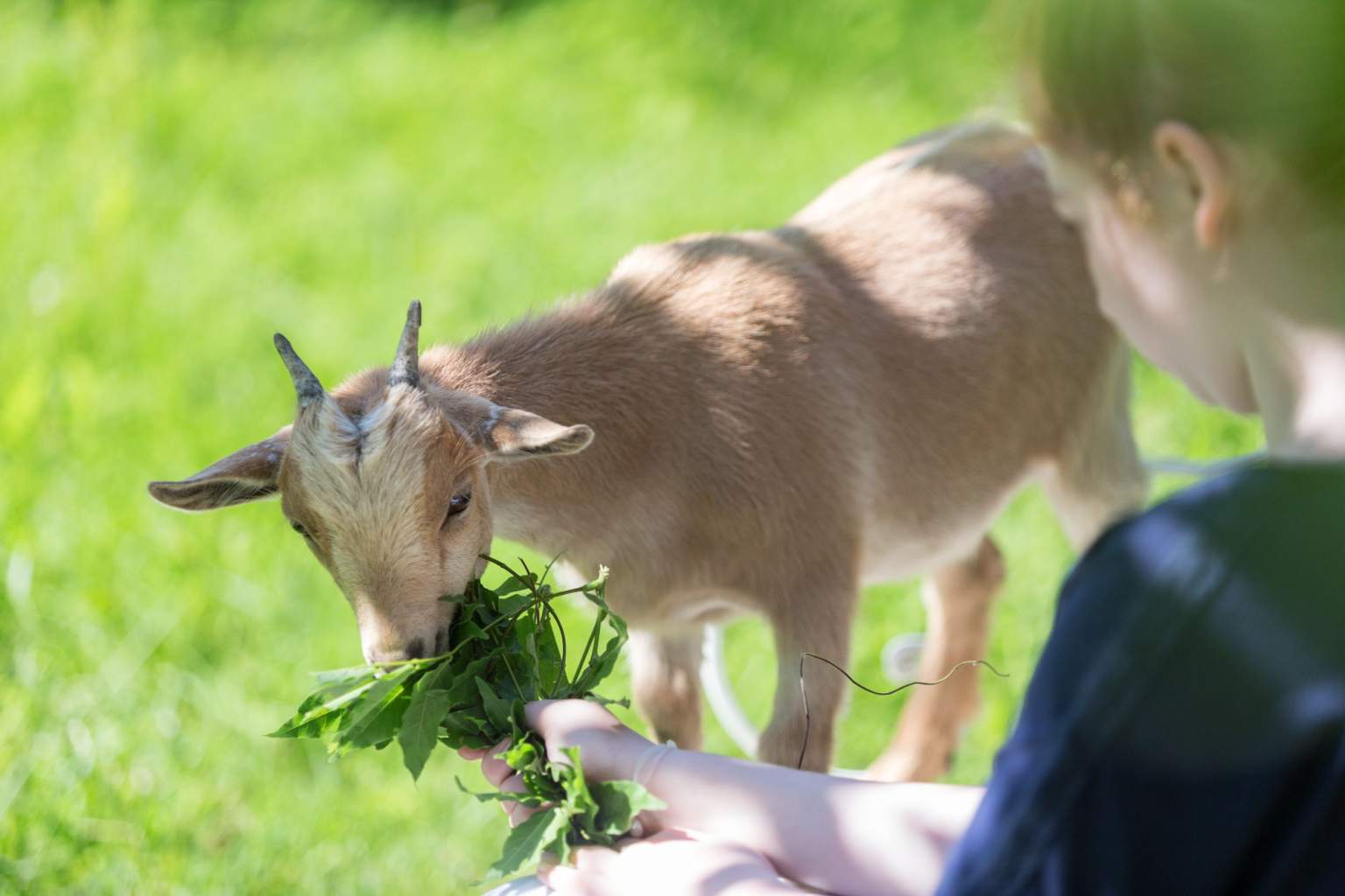 A pygmy goat